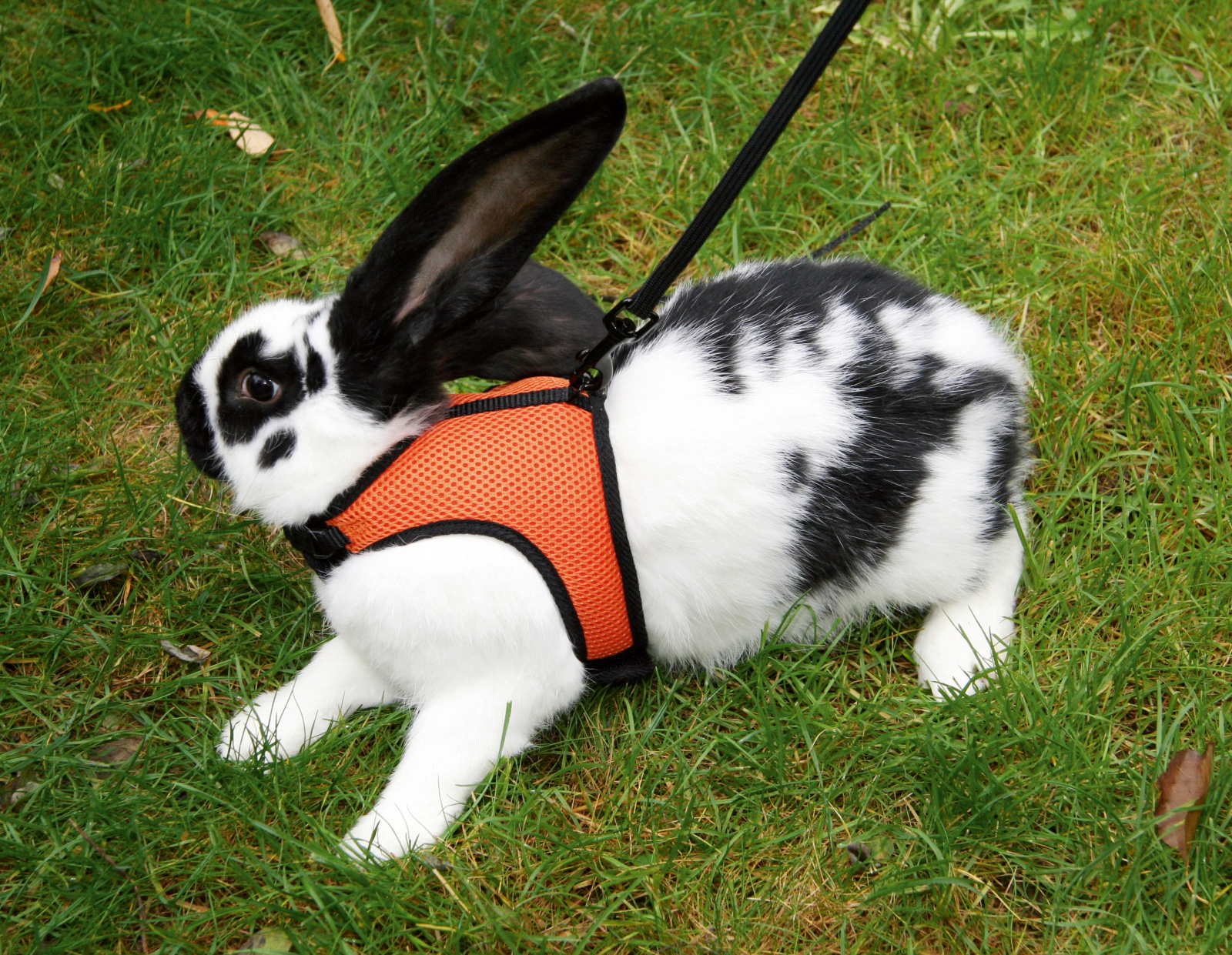 Kerbl Pet Rodent Harness Sport pettorina coniglio mesh guinzaglio
