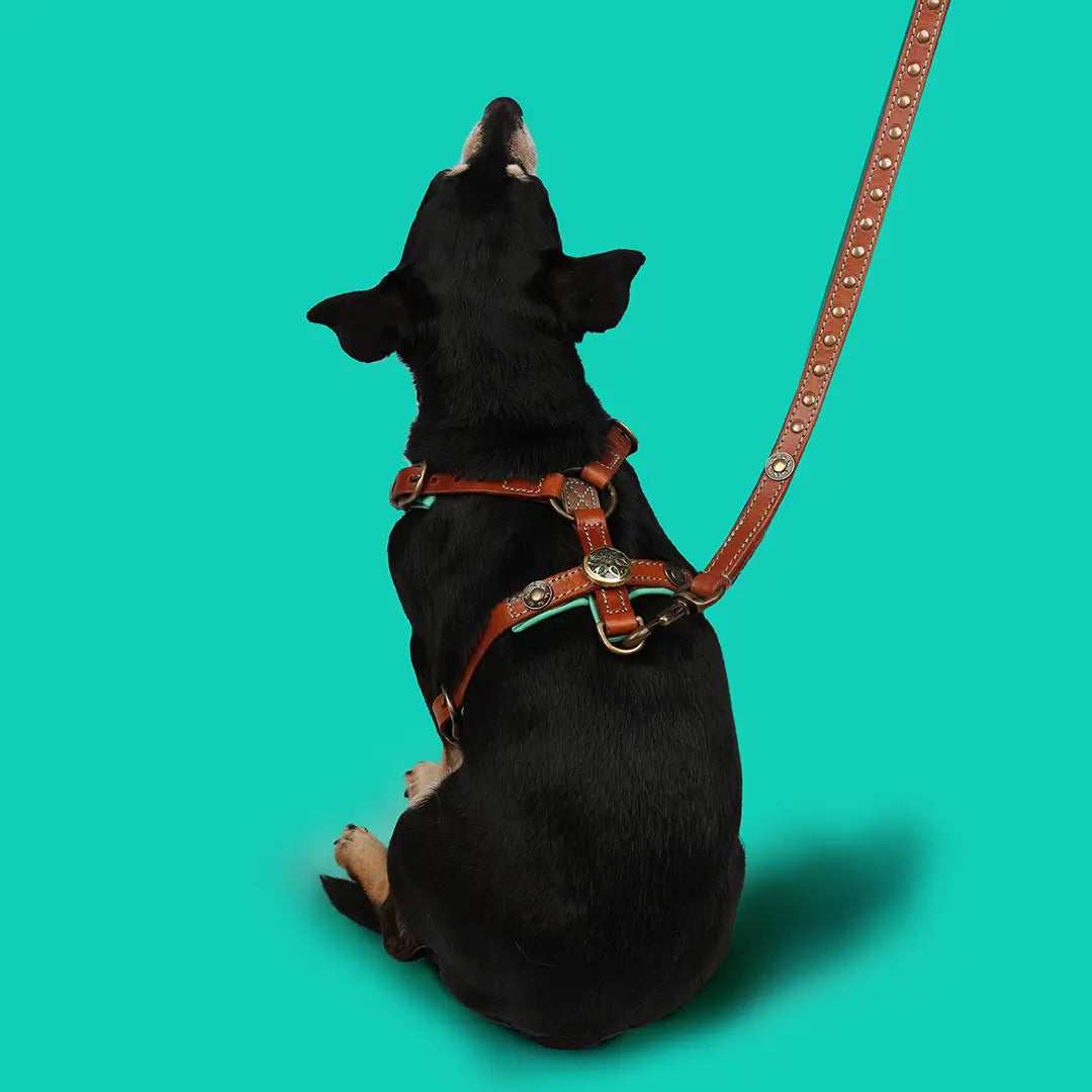 Dog with a Mission Rock Pettorina Pelle Marrone XS
