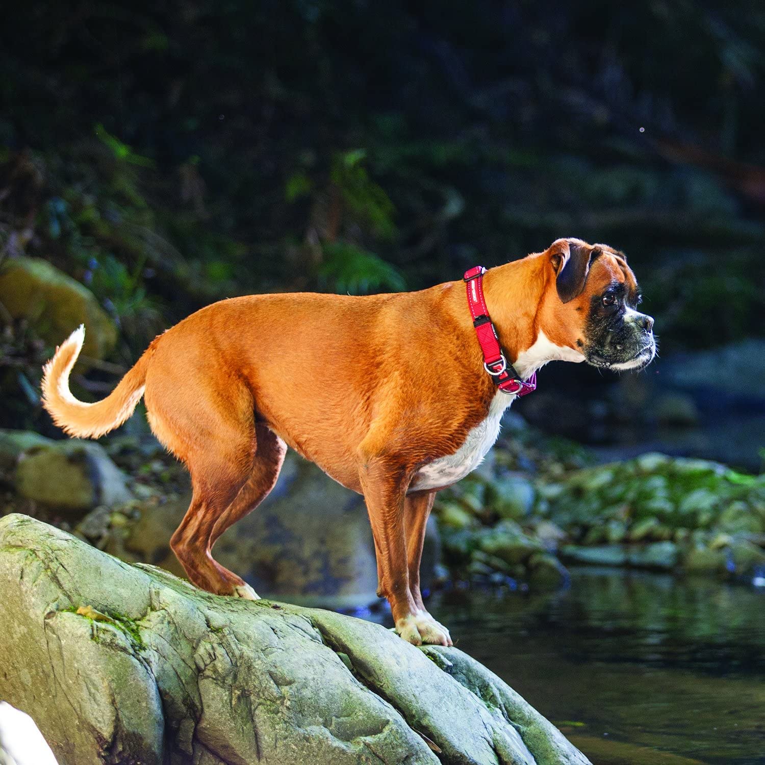 EzyDog Double Up Collare per Cani Small Rosa Riflettente
