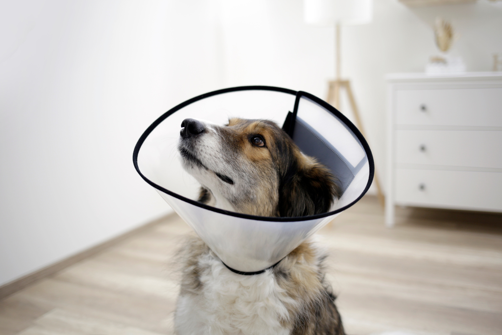 Kerbl Pet Surgical Collar collare elisabettiano cane