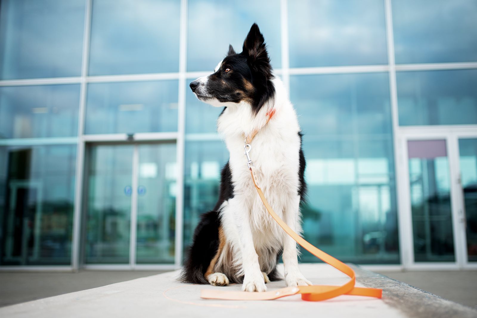 Toscani Cuoio Completo collare guinzaglio cane waterproof