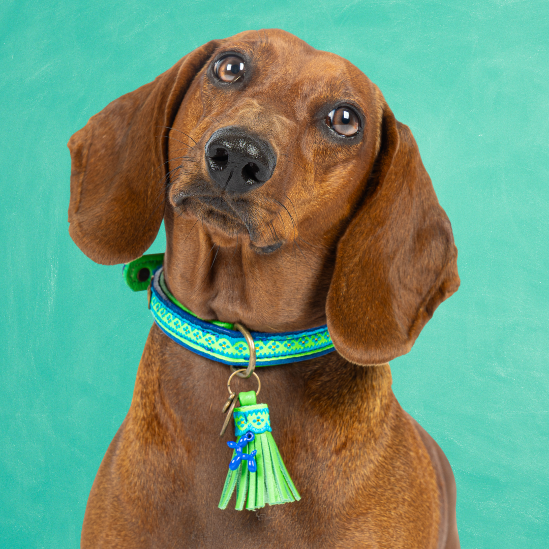 Dog with a Mission Zula Collare cane S blu 30-33 cm