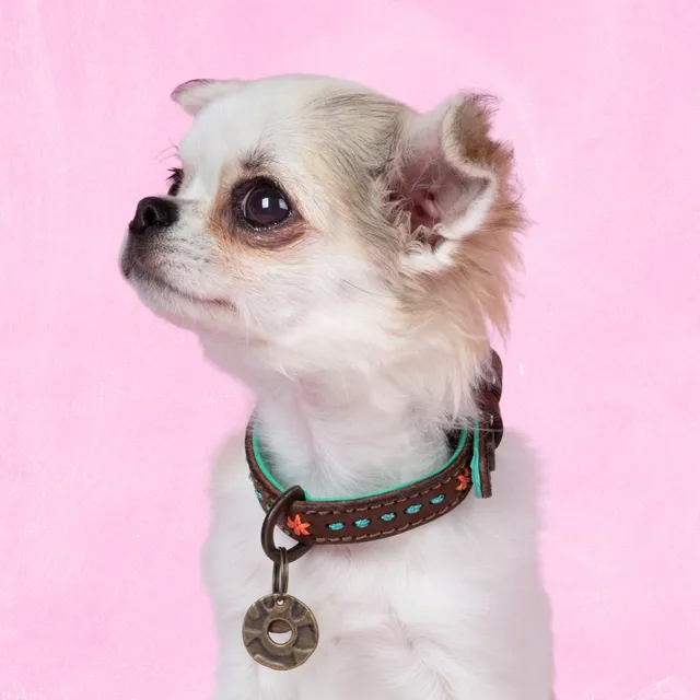 Dog with a Mission Urban Joplin XXS collare cane marrone