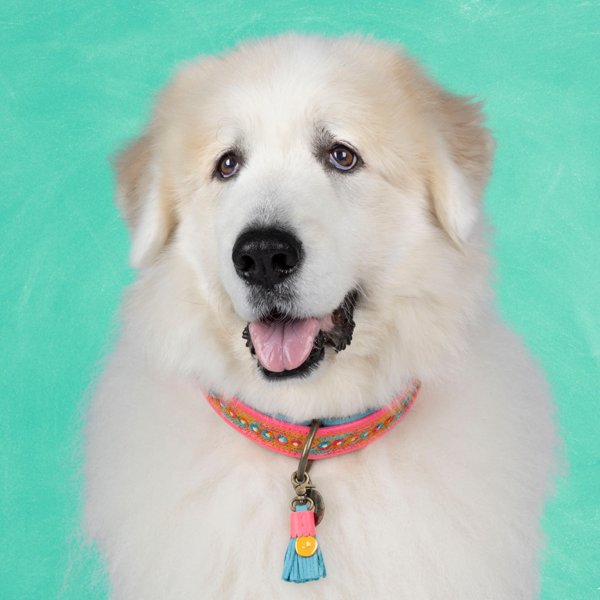 Dog with a Mission Indian Summer collare multicolor XXL 58-65 cm