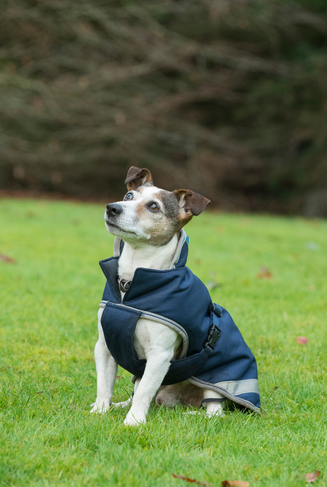 Kerbl Pet Dog Coat Freedom cappotto per cani impermeabile