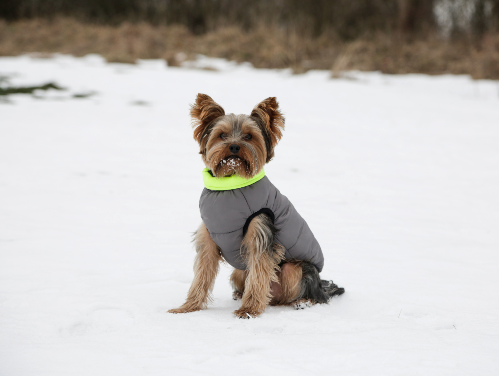 Kerbl Charmonix Quilted Coat cappotto cane reversibile