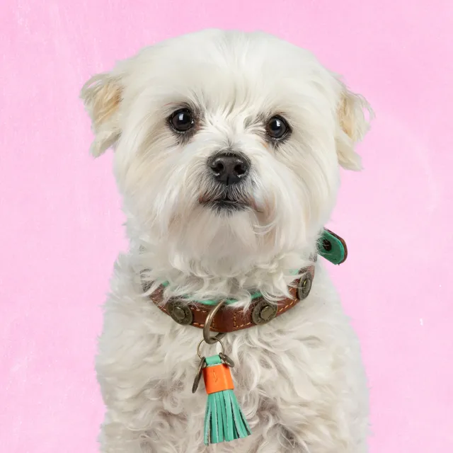 Dog with a Mission Urban collare cane pelle XS marrone 25-29 cm