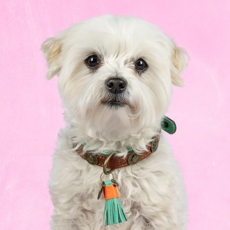 Dog with a Mission Urban collare cuoio marrone XXS 22-24 cm