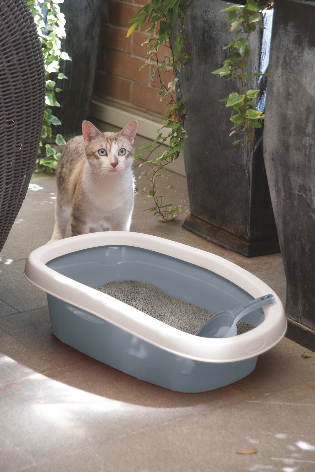 Kerbl Pet Sprint lettiera gatto bordo alto plastica