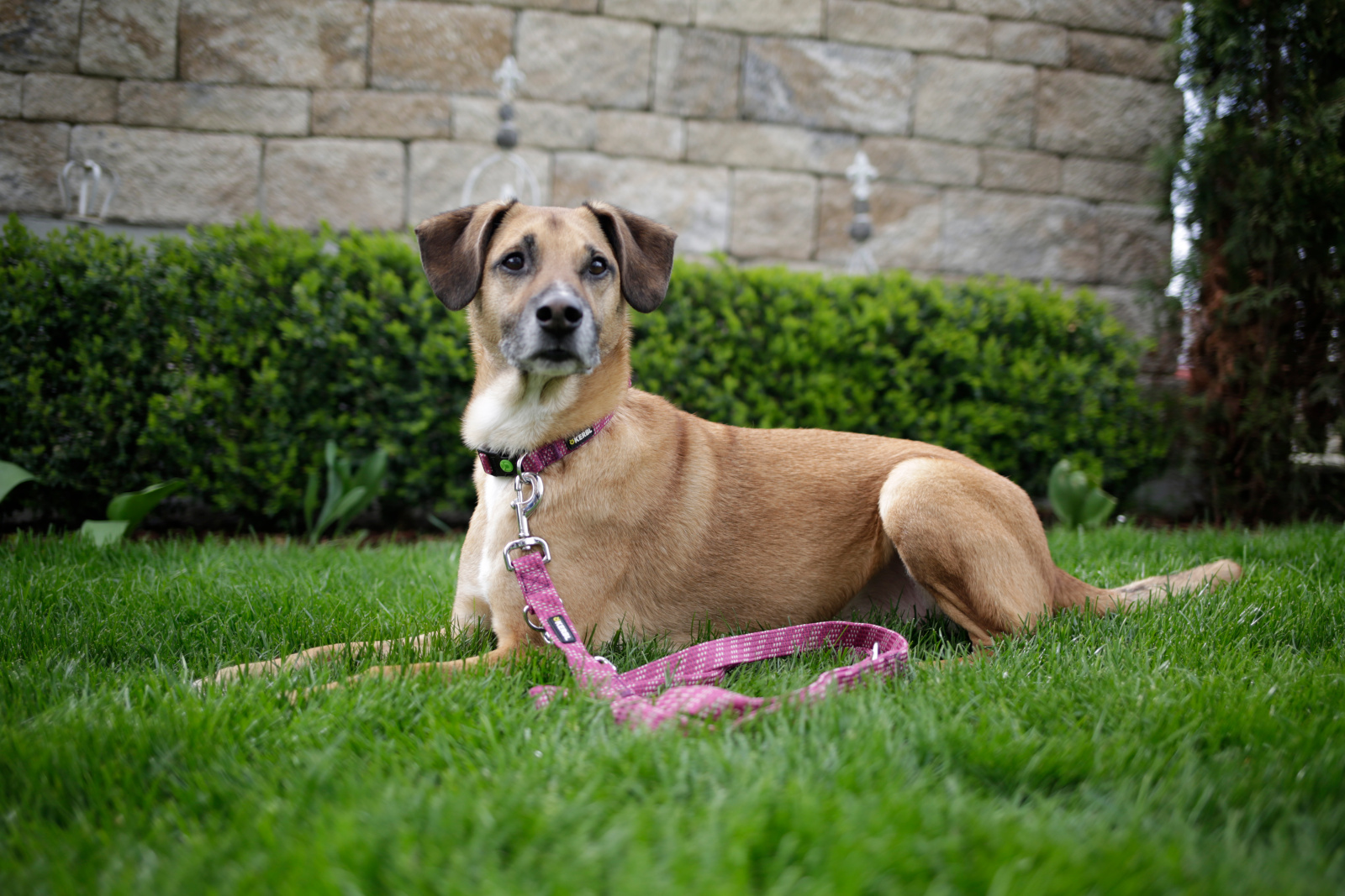 Kerbl Pet Colorado Guinzaglio Addestramento Cane Regolabile Nylon