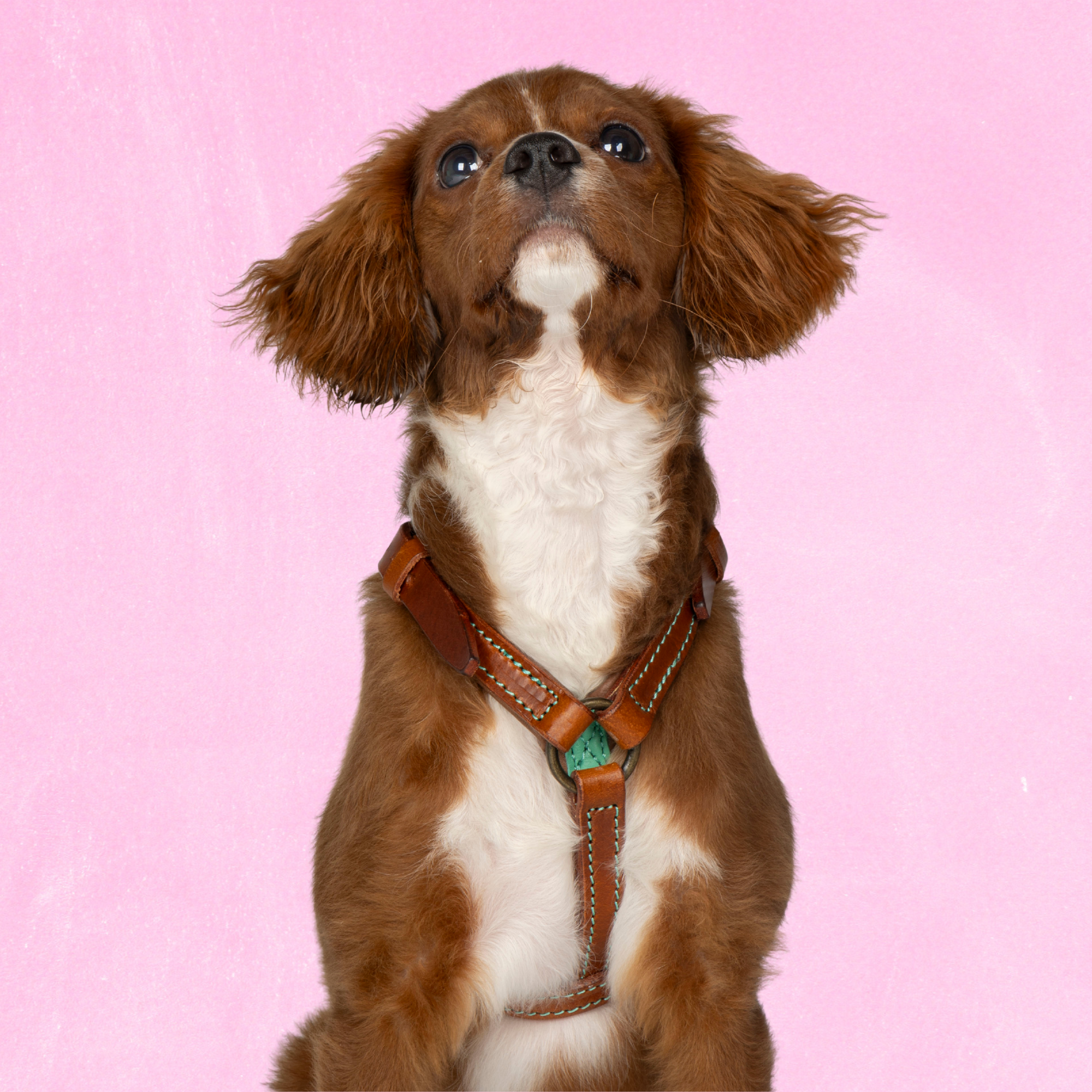 Dog with a Mission Boho Rosa pettorina cane pelle XXS