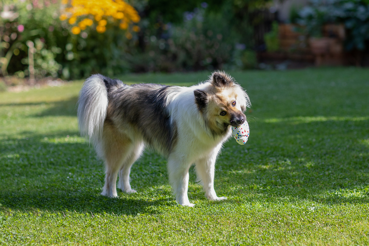 Kerbl E-TPU palla gioco cane rimbalzante galleggiante