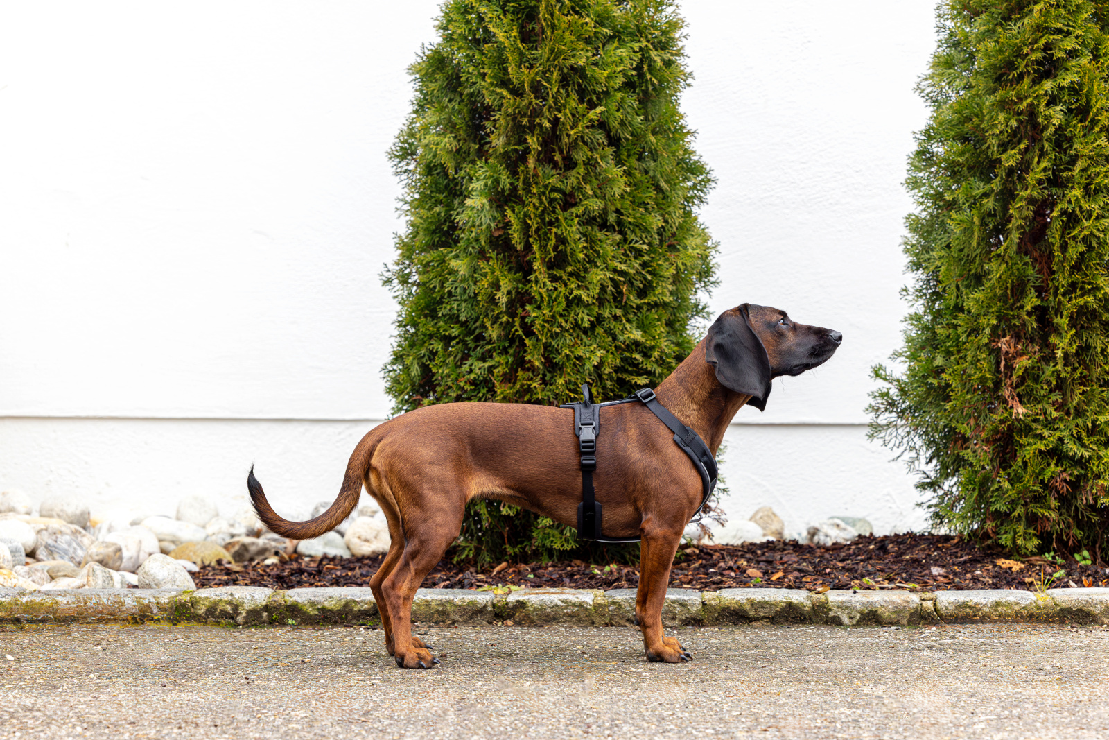 Kerbl Pet Harness Dallas pettorina cane a Y regolabile