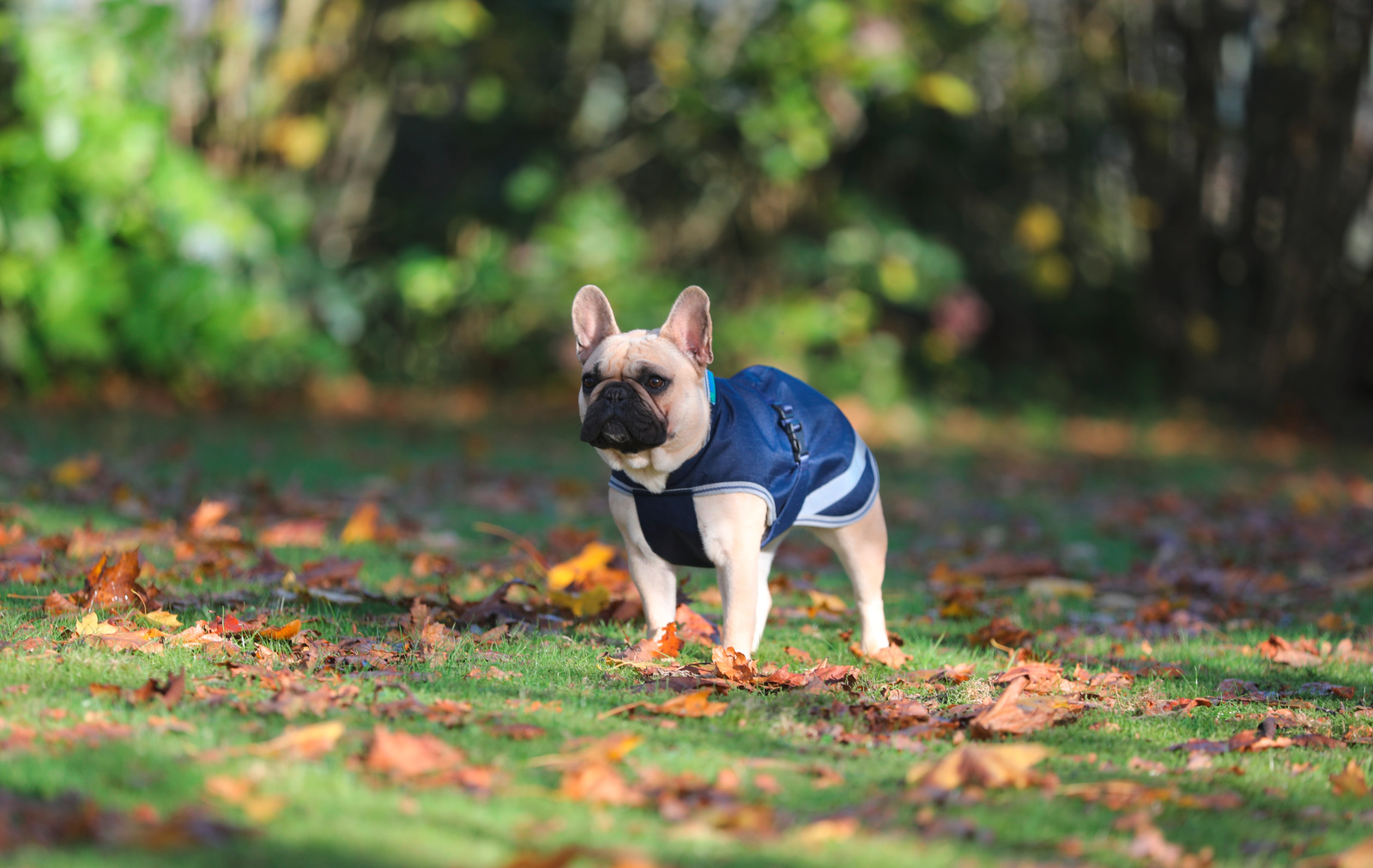 Kerbl Pet Dog Coat Freedom cappotto per cani impermeabile
