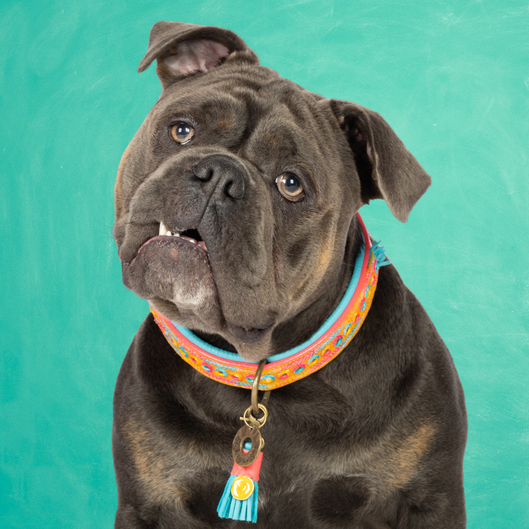 Dog with a Mission Indian Summer collare cane L multicolor pelle