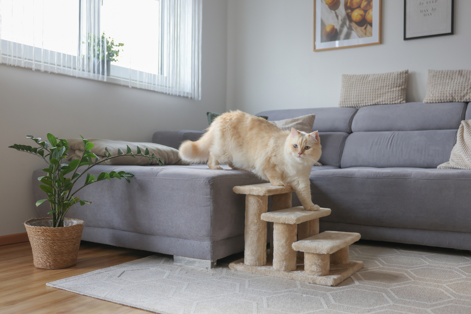 Kerbl Pet Easy Climb 2.0 scala cani e gatti 50 kg
