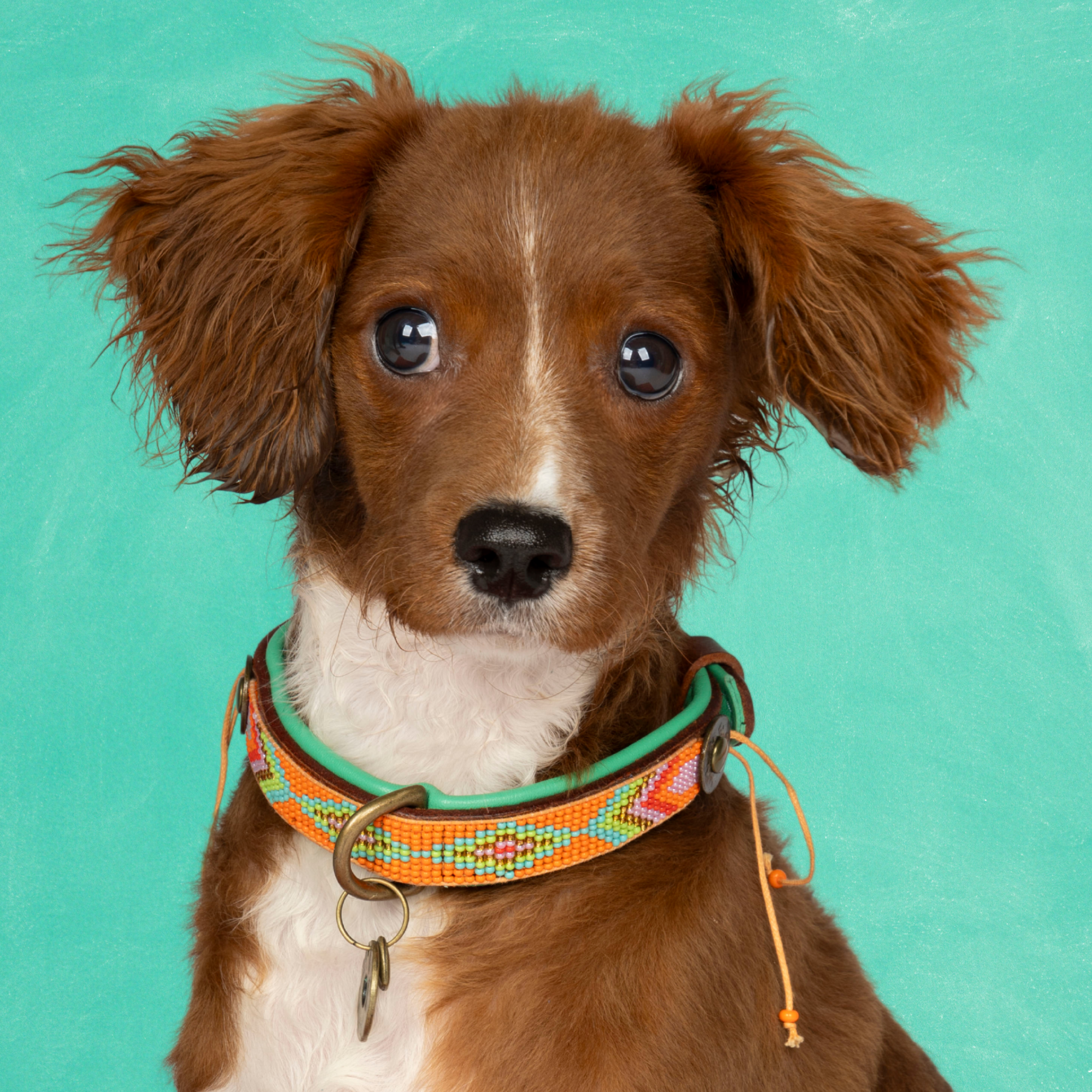 Dog with a Mission Tiger Lily collare cane XS arancione 25-29 cm