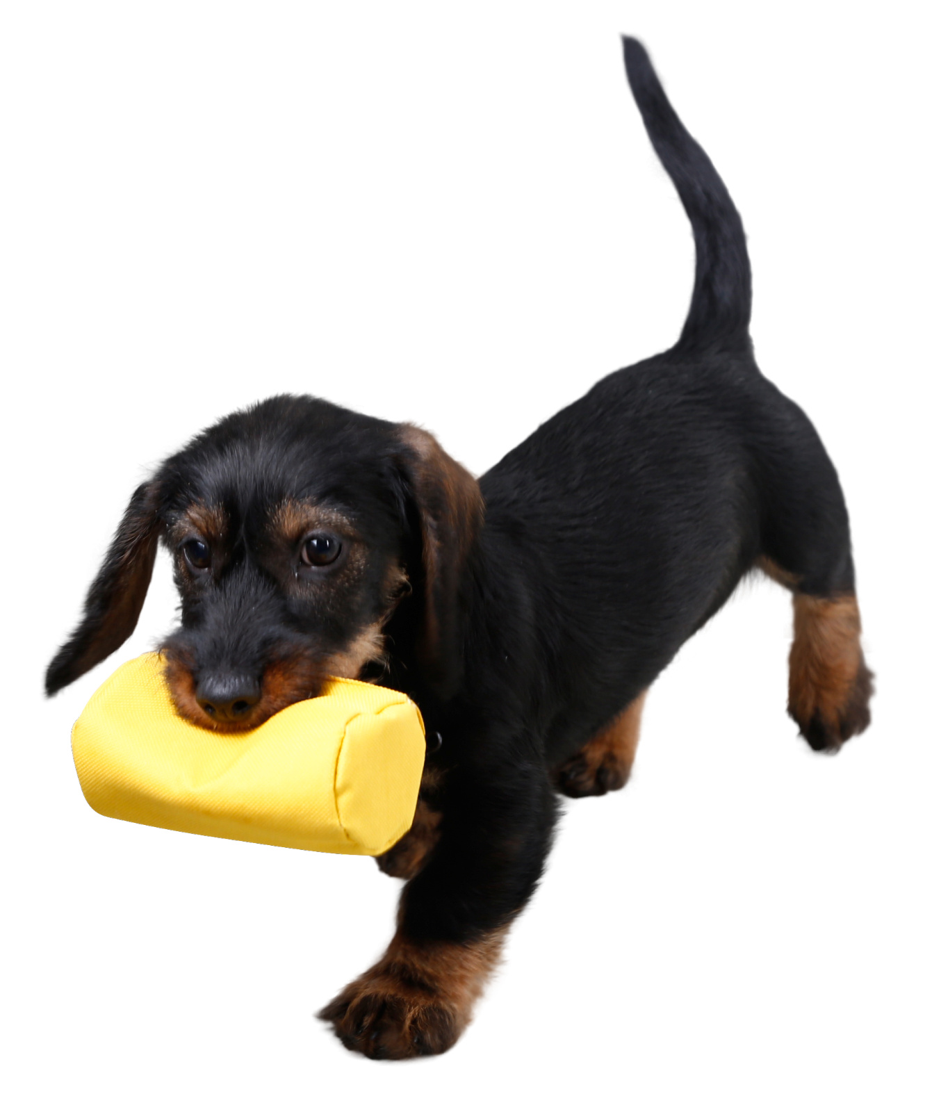 Kerbl Pet Snack Dummy sacchetto premi addestramento cane
