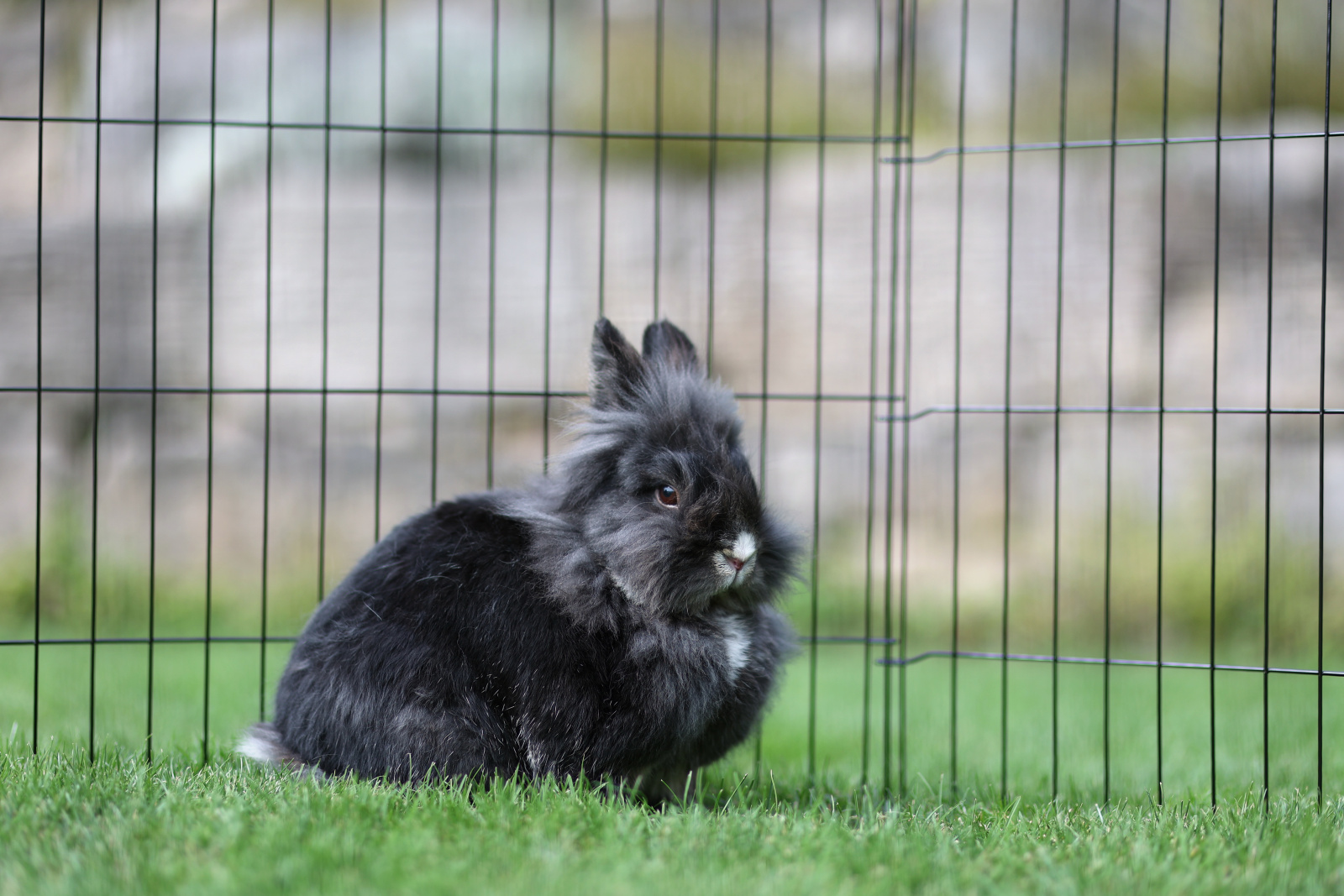 Kerbl Pet Puppy Pen recinto cuccioli 8 elementi metallo
