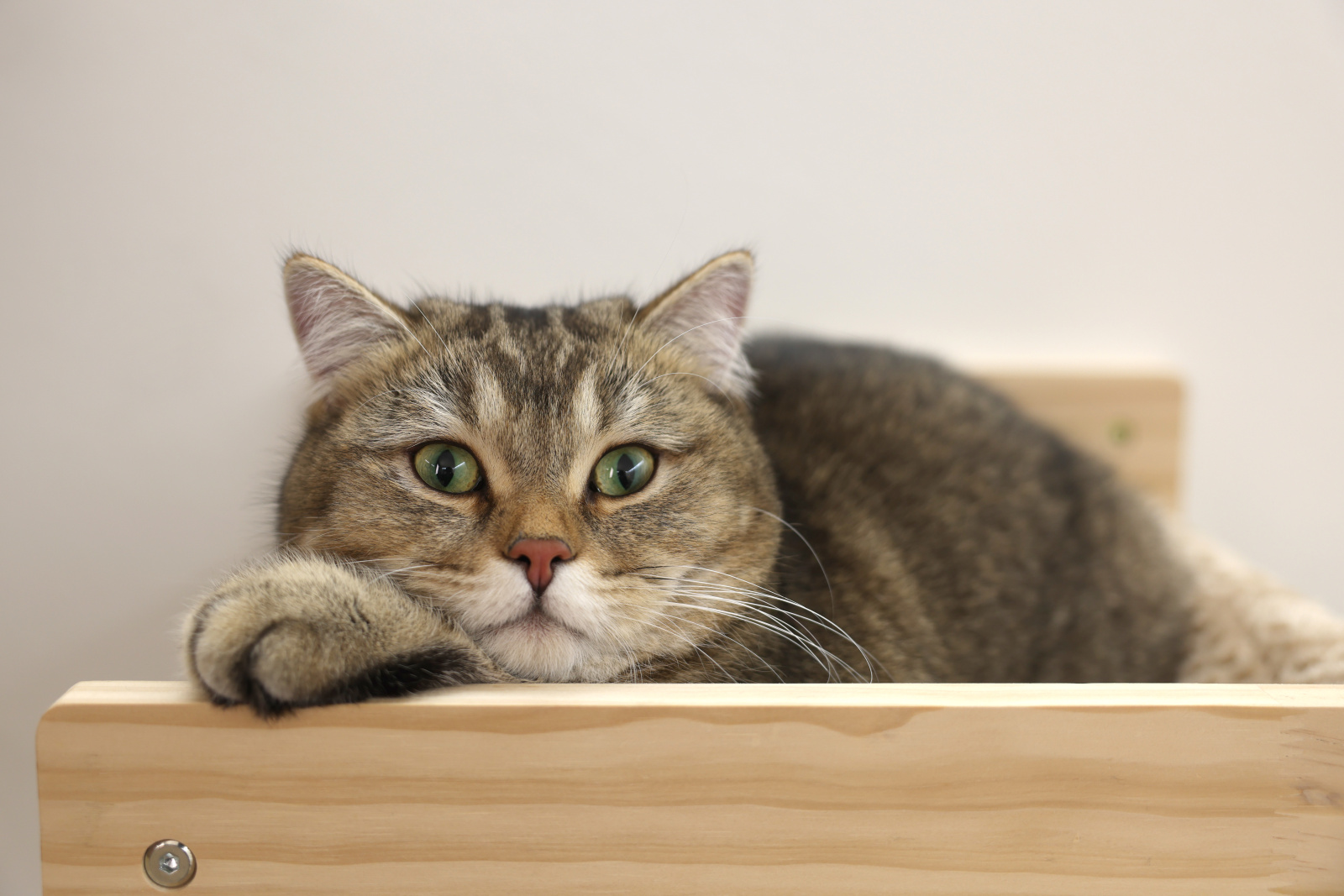 Kerbl Pet Timber Amaca Gatto da Parete Legno Peluche