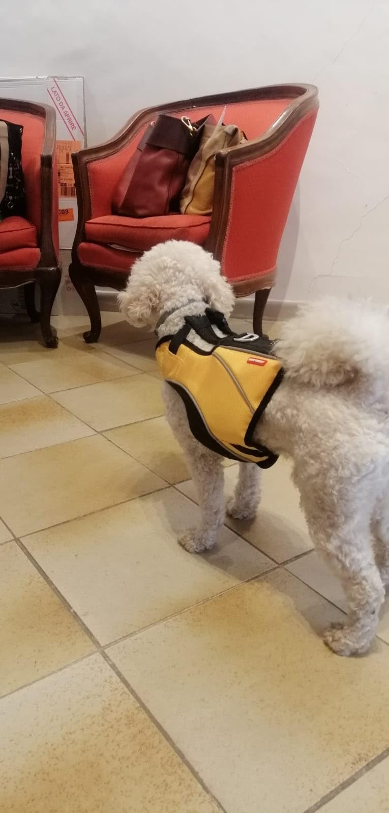 EzyDog DFD X2 Premium giubbotto salvagente cane L giallo