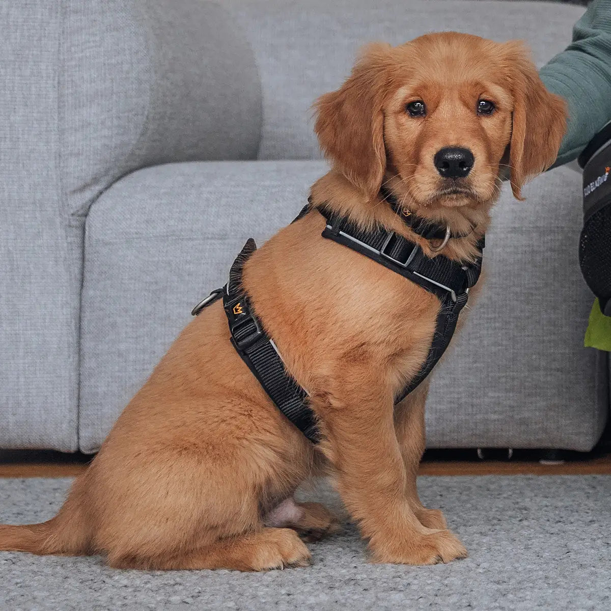 Rudelkönig Bundles Paola set cane Nero pettorina guinzaglio collare