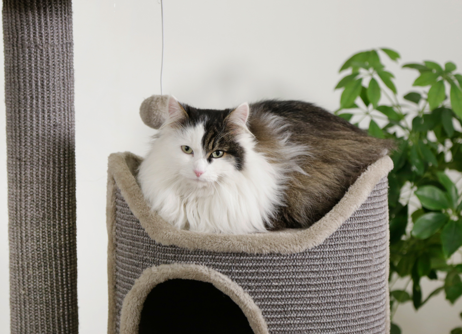 Kerbl Pet Tiana tiragraffi gatto botte sisal con cuscini