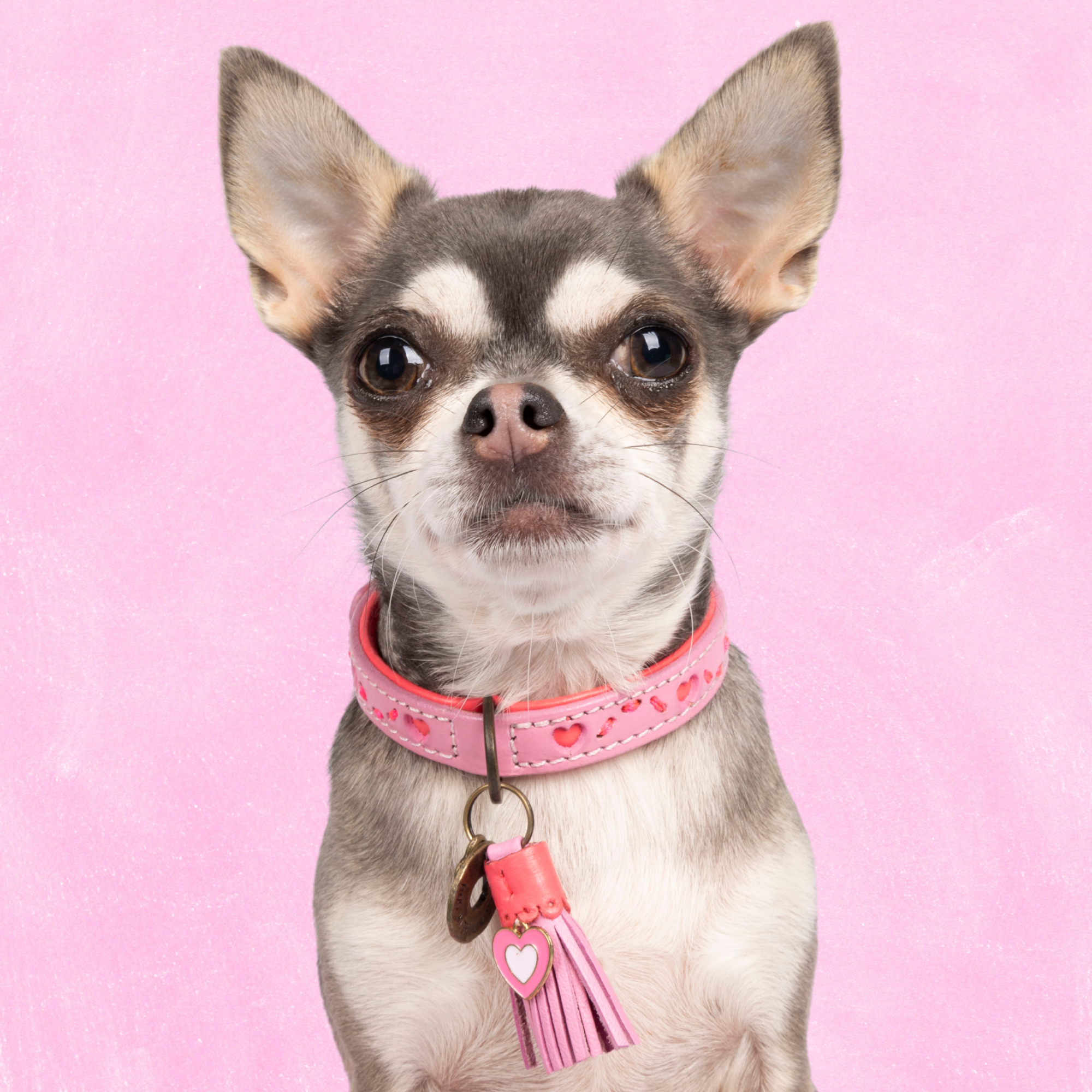 Dog with a Mission Sweety Collare Cane XXS Rosa Cuori