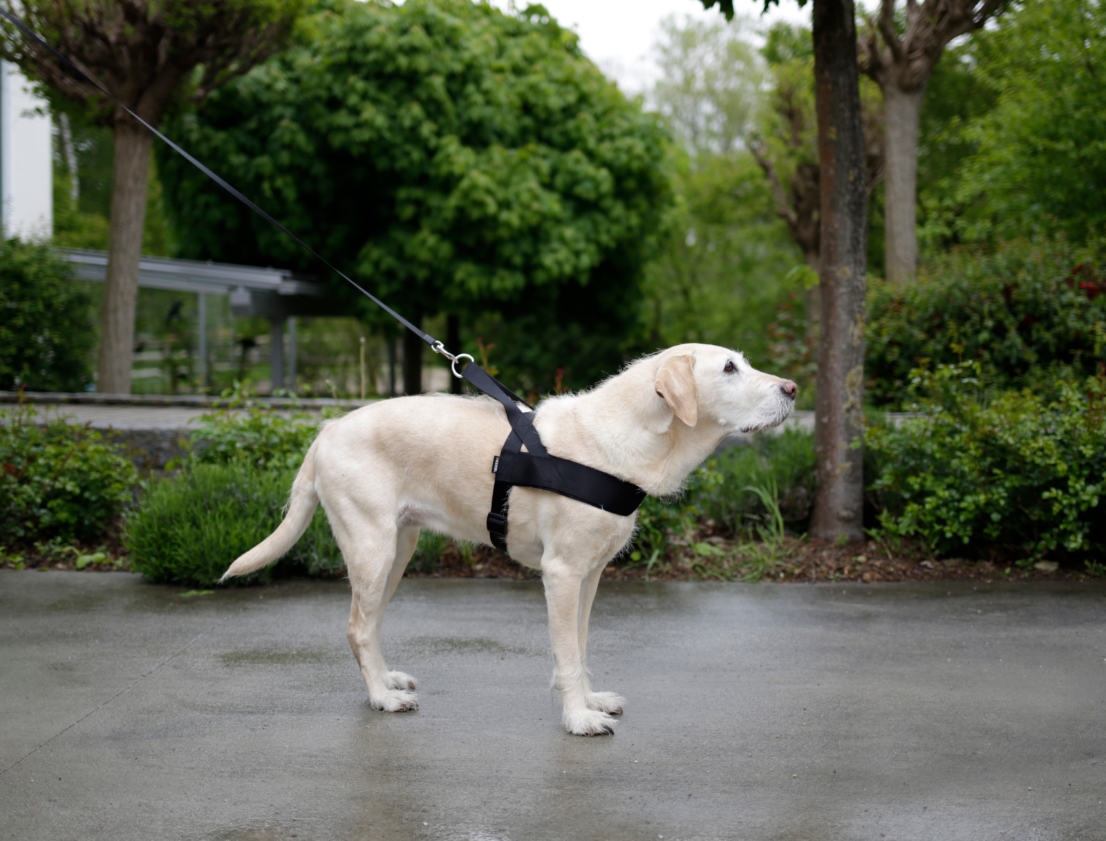 Kerbl Miami Plus pettorina cane nylon imbottita clip