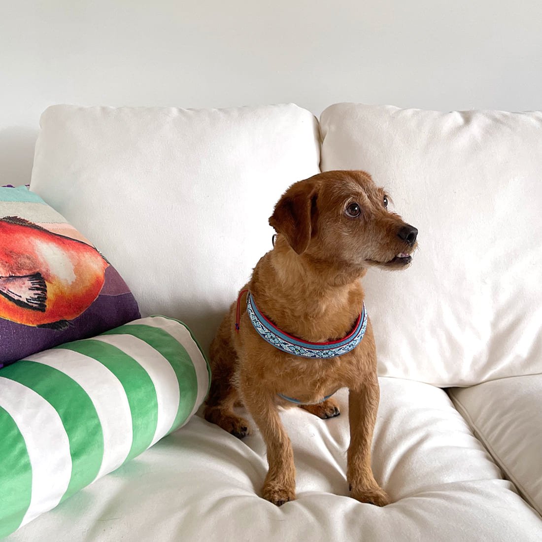 Dog with a Mission Dutchie Pettorina Cane Blu Misura 2