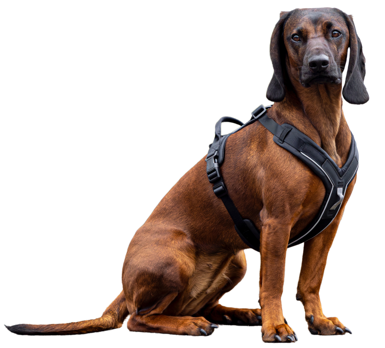 Kerbl Pet Harness Dallas pettorina cane a Y regolabile