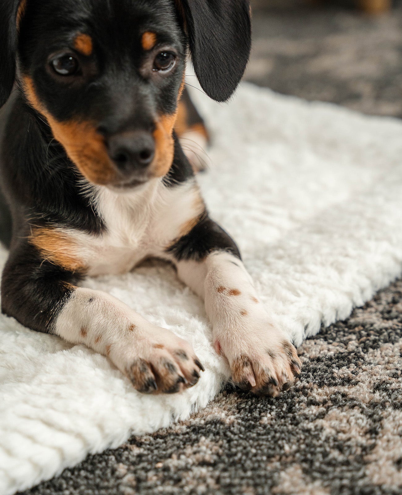 Lionto Hundebetten coperta cane double face 50x35 cm