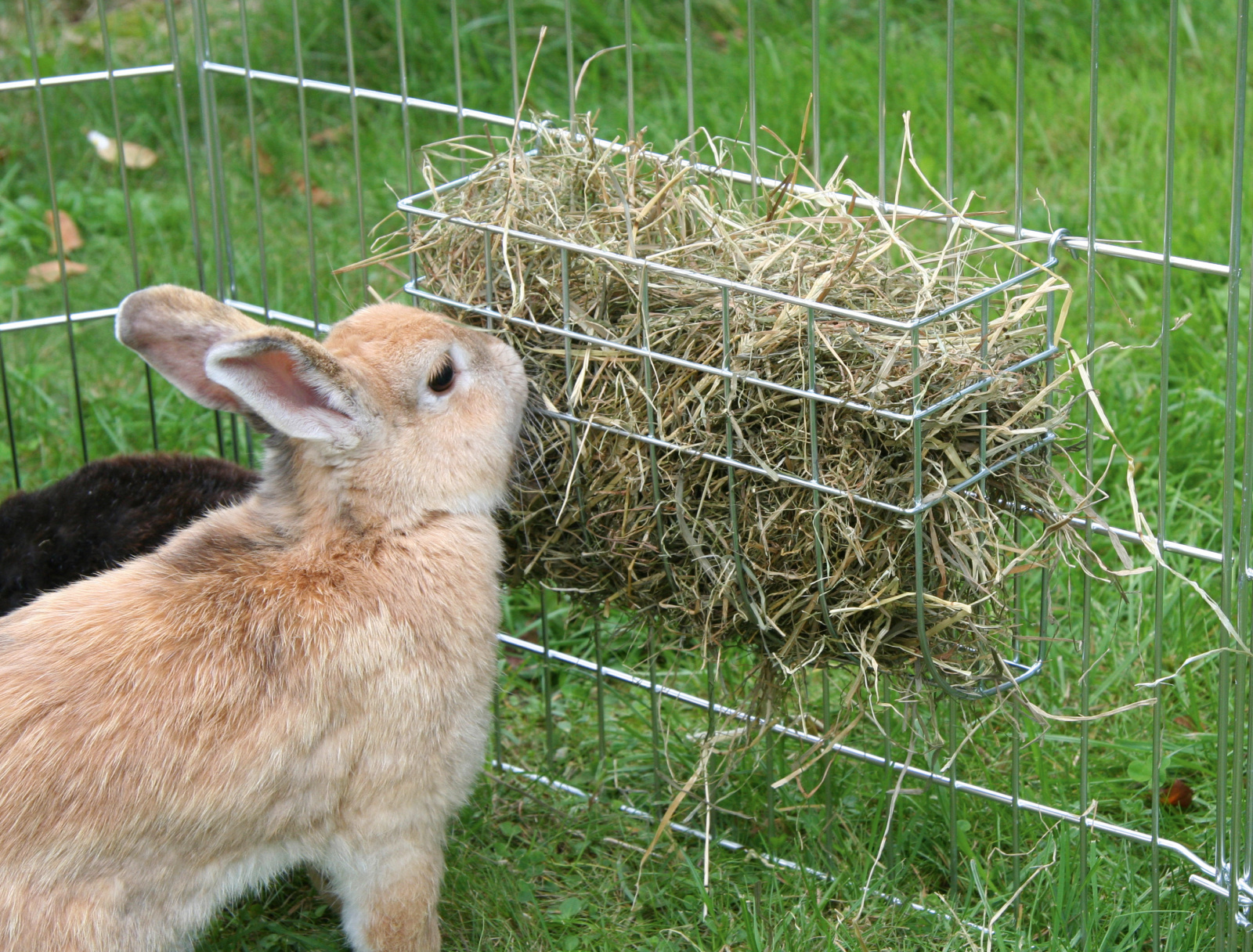 Kerbl Pet Hay Rack rastrelliera fieno metallo zincato