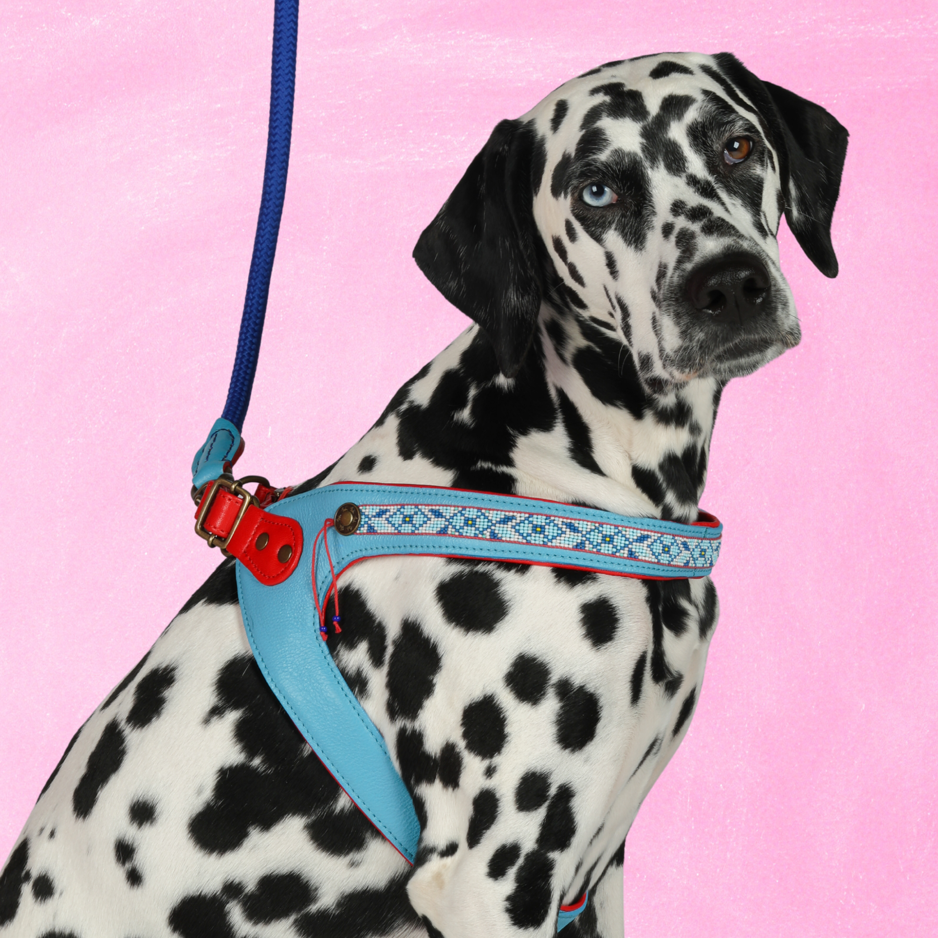 Dog with a Mission Dutchie 8 pettorina cane blu rossa 61-66 cm