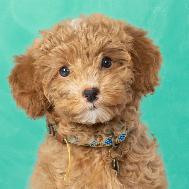 Dog with a Mission Indi Moon collare XXS oro 22-24 cm