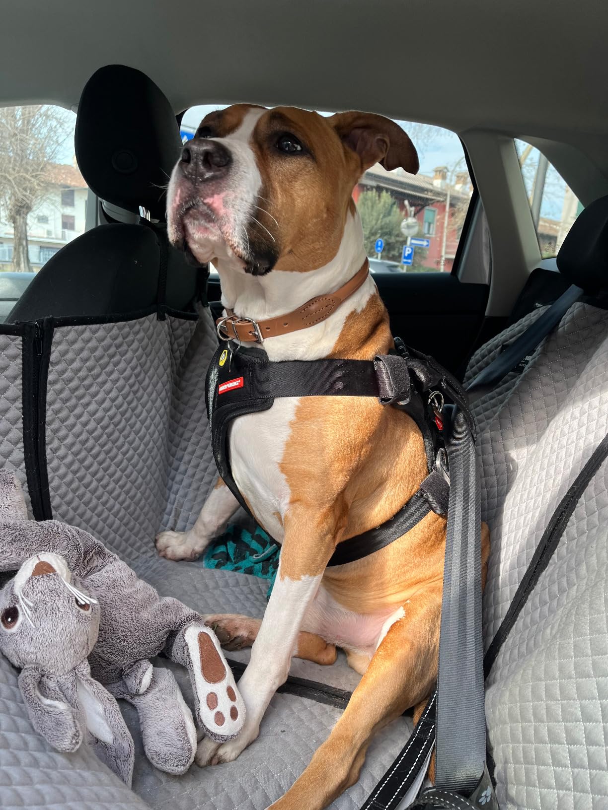 EzyDog Travel Drive Pettorina Auto Cane S Nero Crash-Test