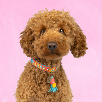 Dog with a Mission Indian Summer Collare Cane XS Rosa 25-29 cm