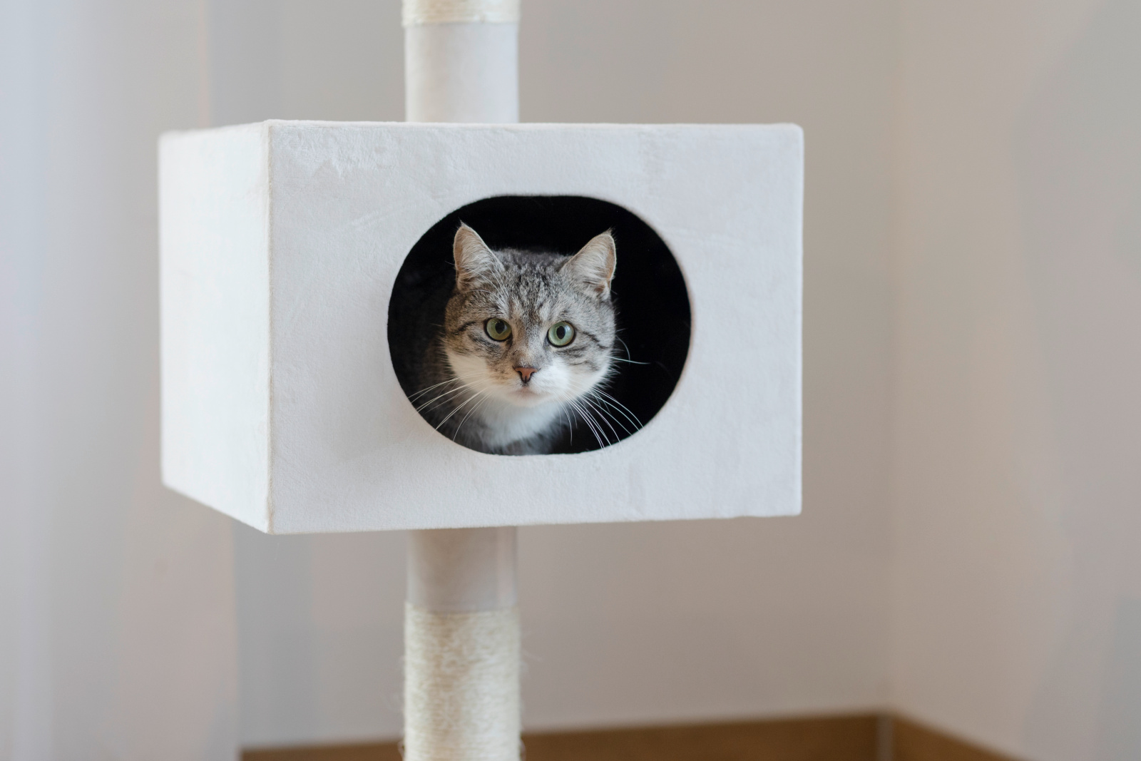 Kerbl Pet Ferdi albero tiragraffi a soffitto per gatti