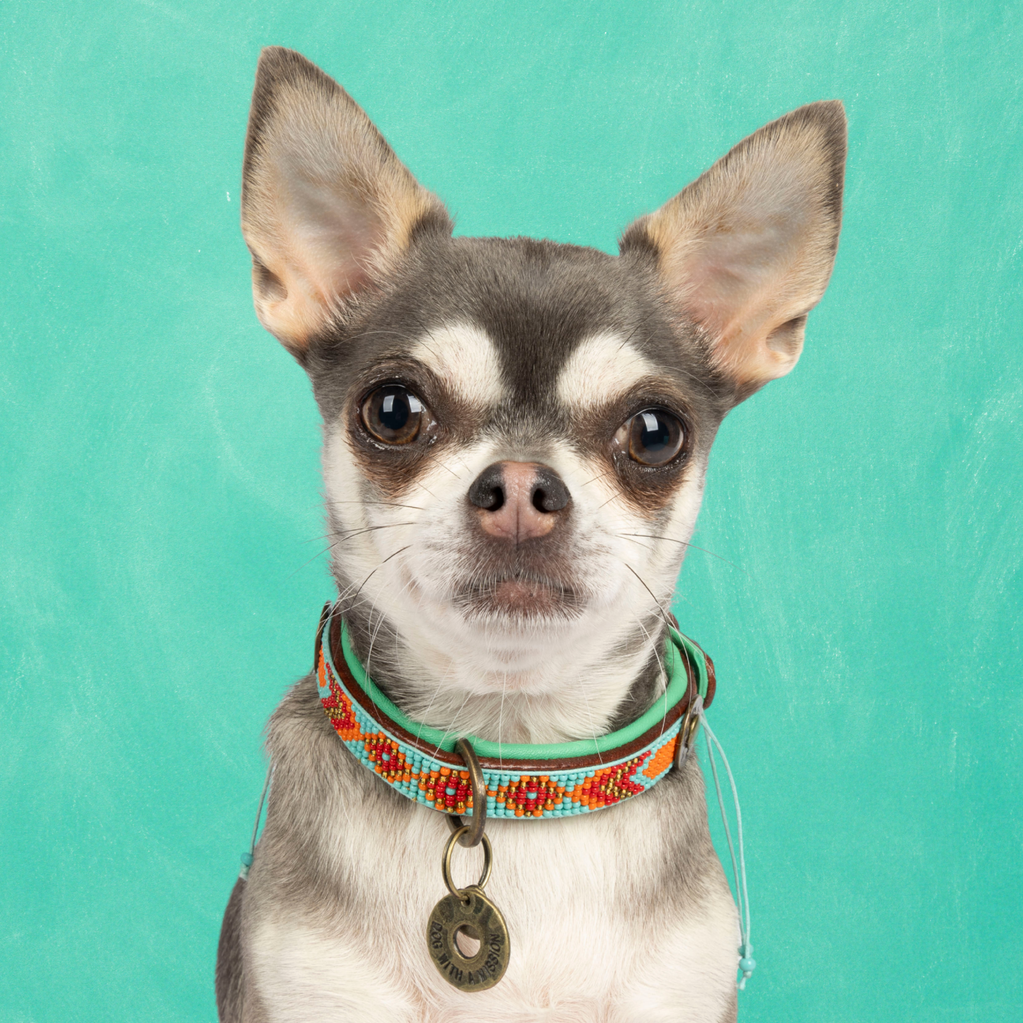 Dog with a Mission Paddy Lee XXS collare cane turchese 22-24 cm