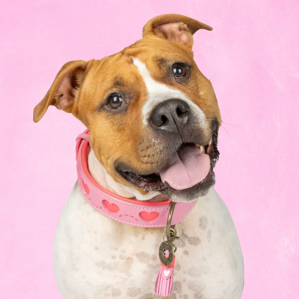Dog with a Mission Sweety Collare Cane XL Rosa 48-57 cm