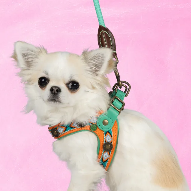 Dog with a Mission Morgan Pettorina Cane Arancione Taglia 1