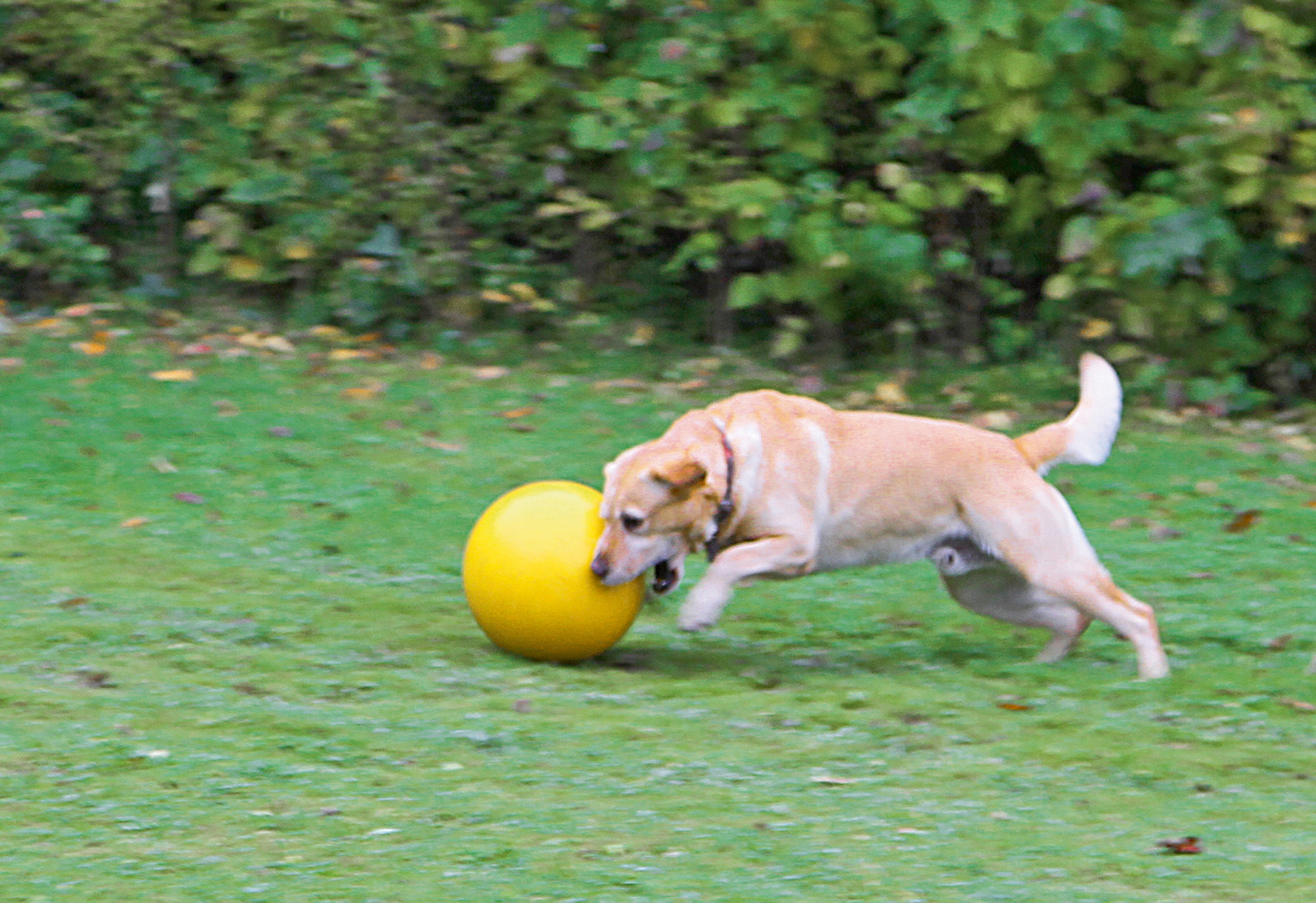 Kerbl Dog Toy palla gioco galleggiante per cani attiva