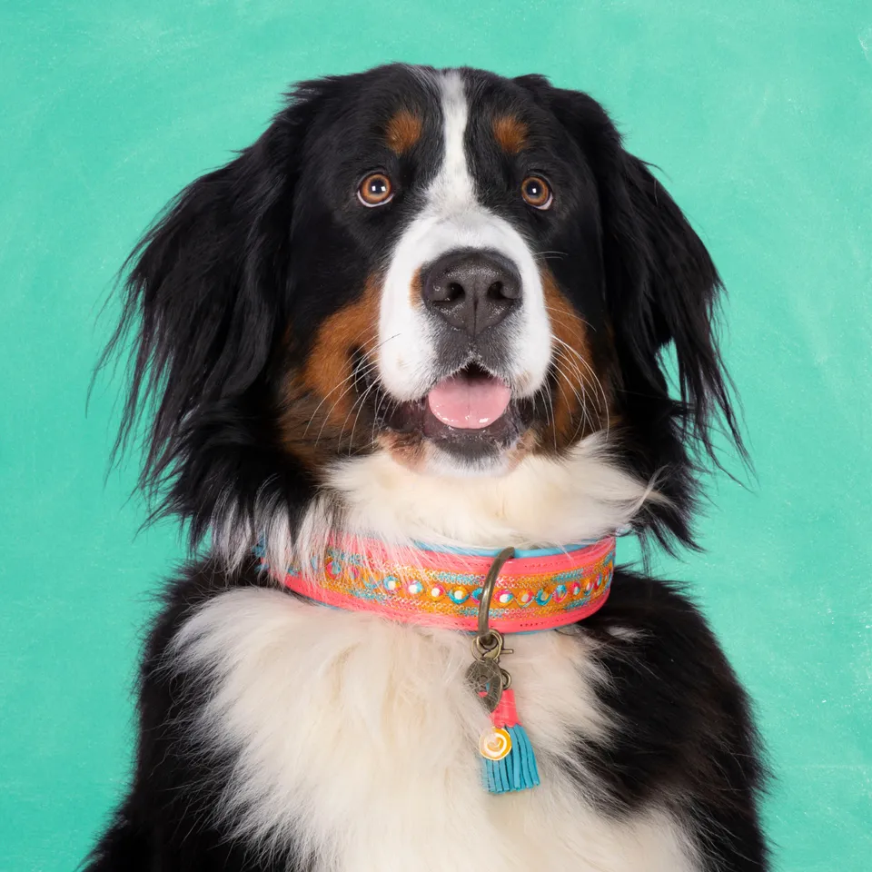 Dog with a Mission Indian Summer Collare Cane Rosa XL