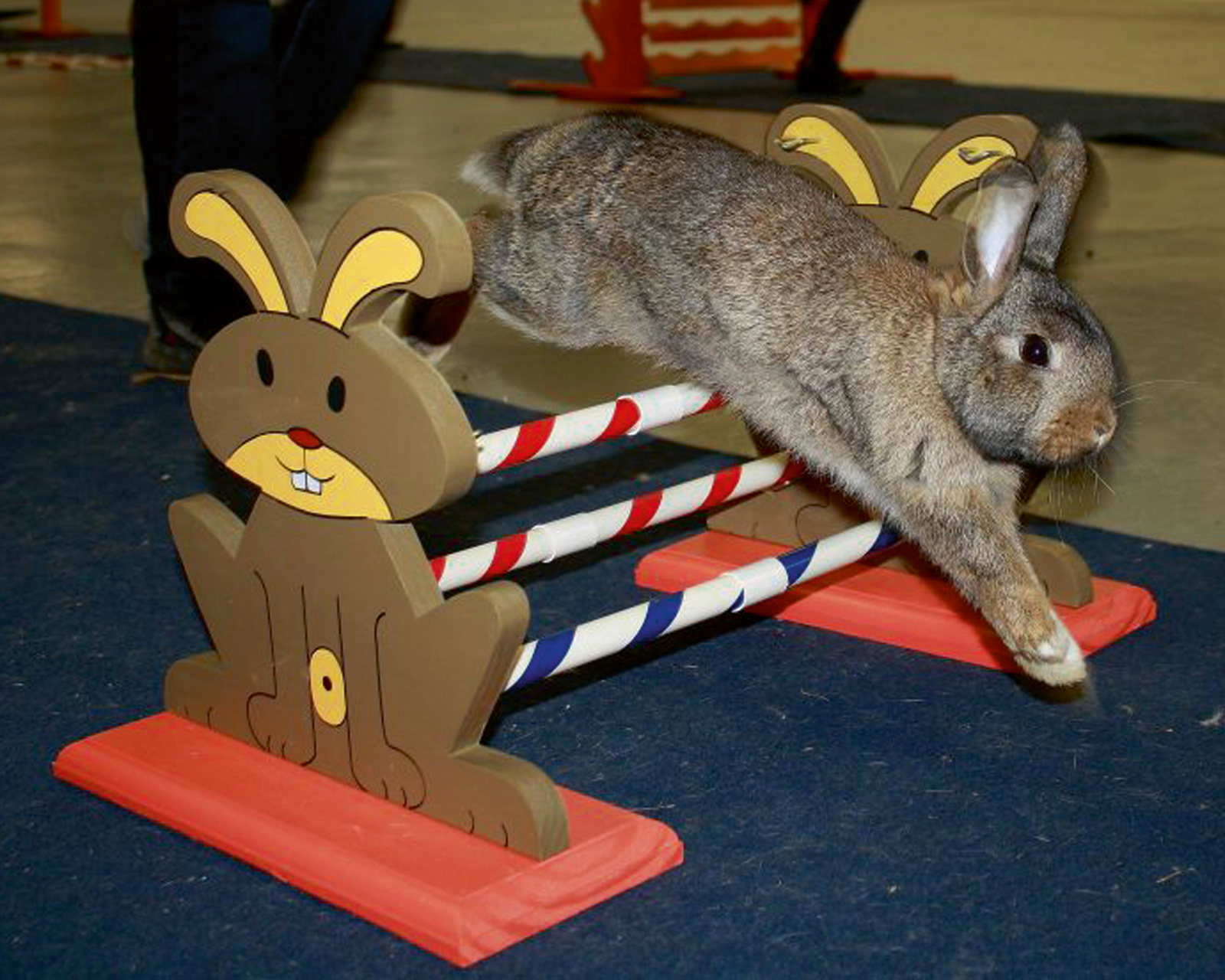 Kerbl Pet Rodent Agility ostacolo roditori legno 62 cm