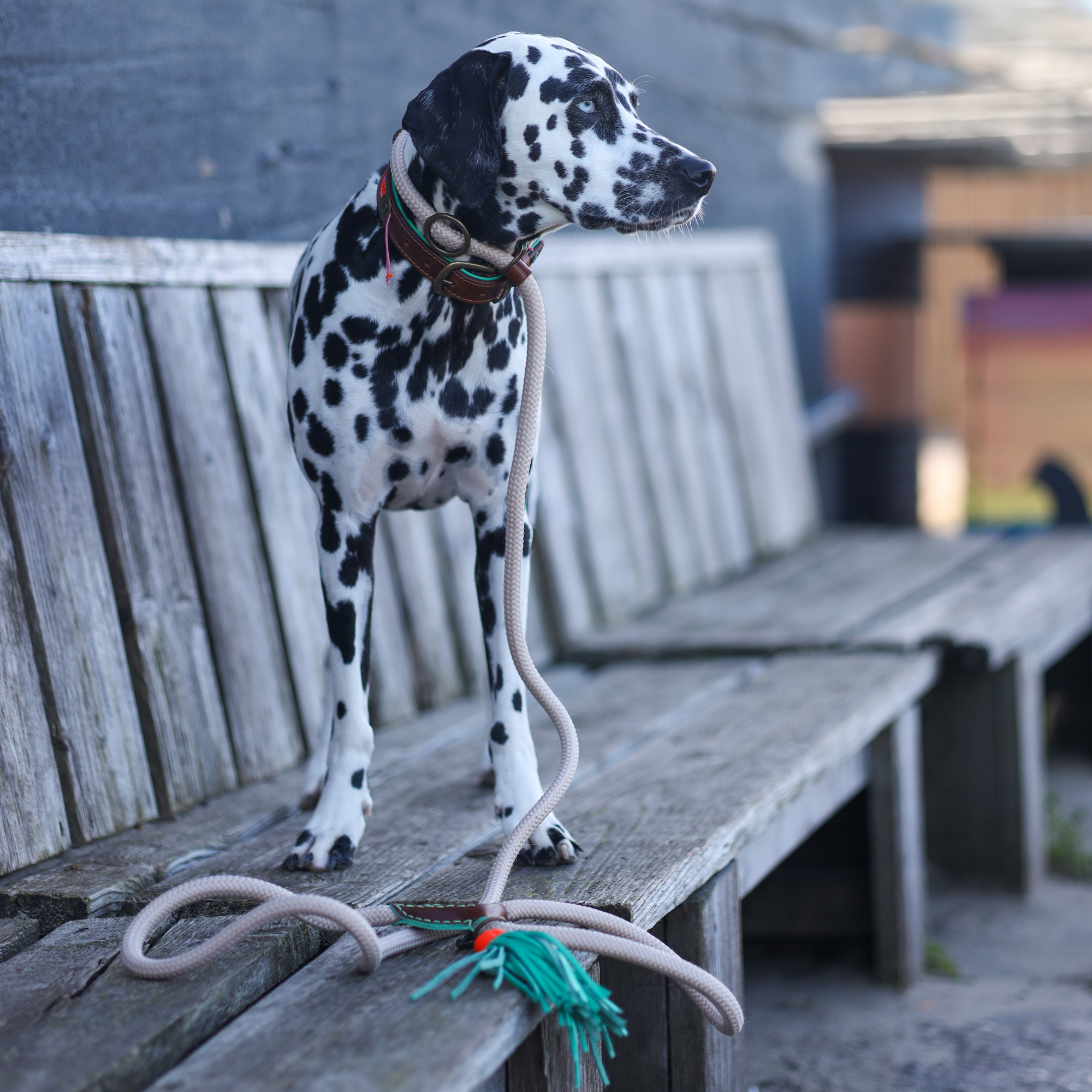 Dog with a Mission Long John Sand Guinzaglio Slip Cane