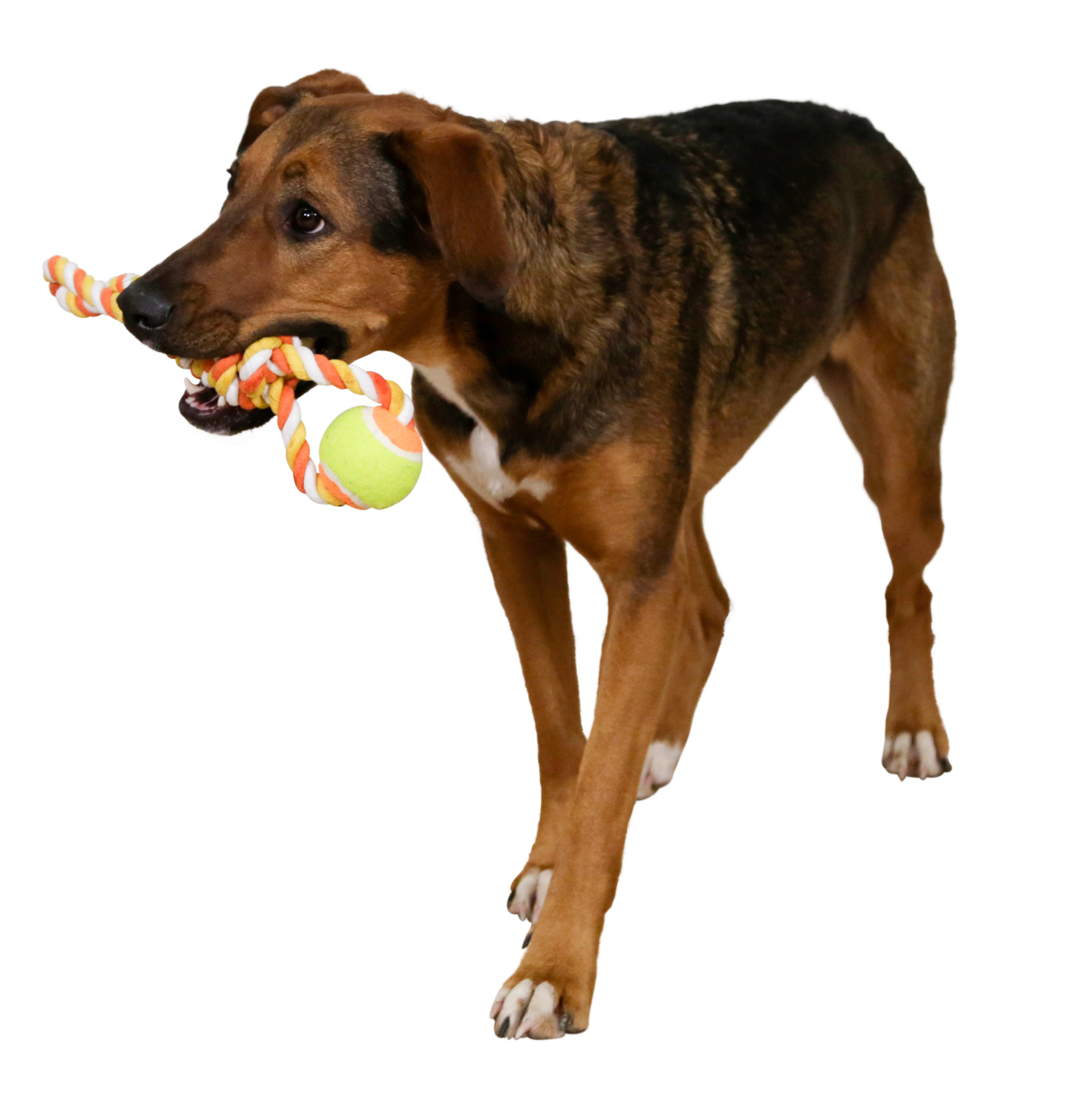 Kerbl Pet Ball on a Rope palla tennis cane con corda