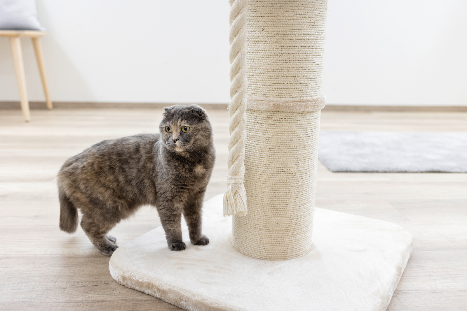 Kerbl Pet Toni XL Cat Tree tiragraffi gatto grande colonna sisal