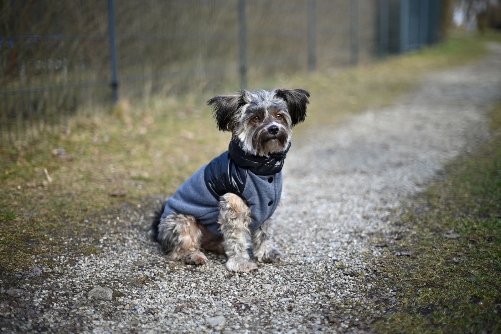 Kerbl Pet Dog Clothing Quebec cappotto cane invernale