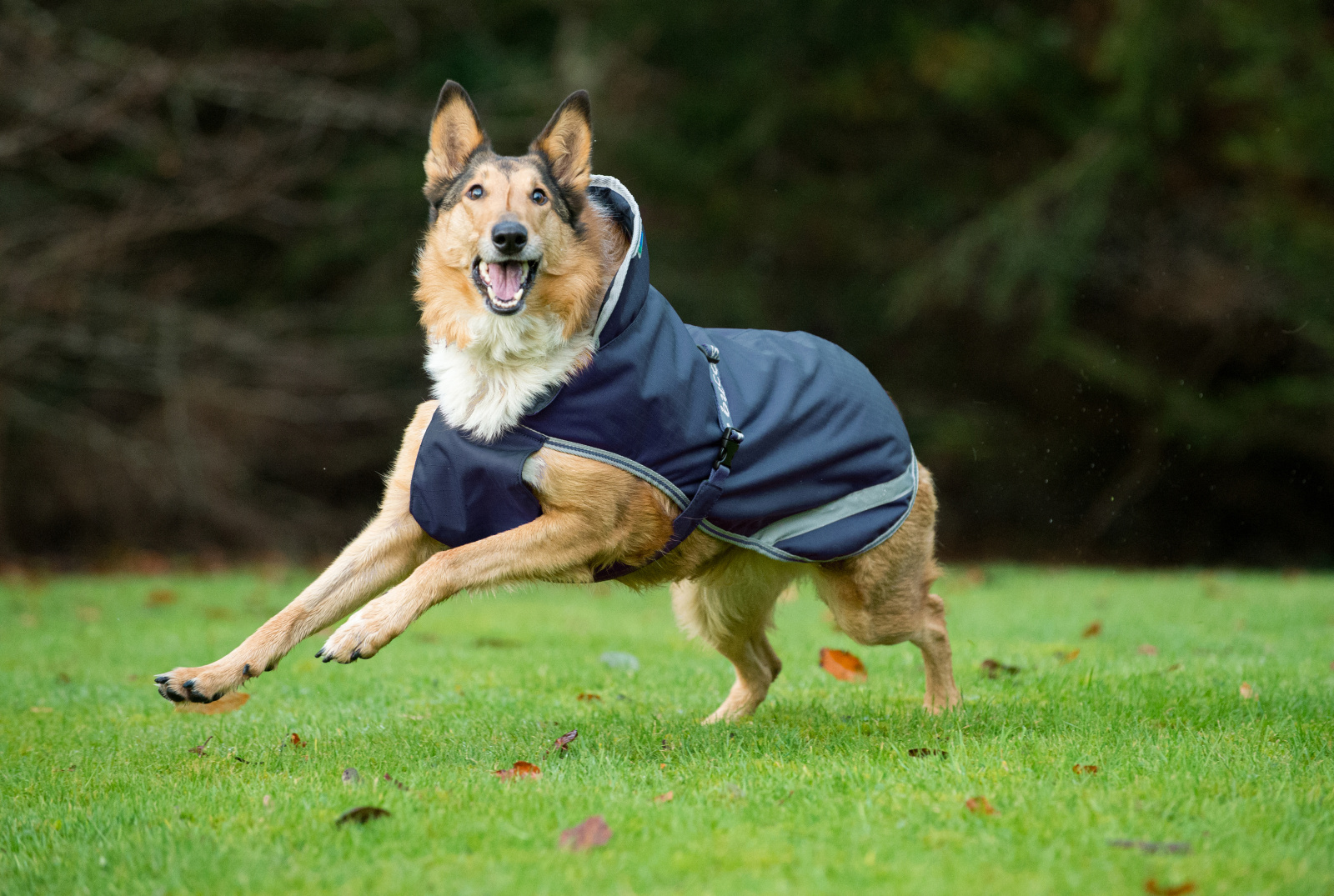 Kerbl Pet Dog Coat Freedom cappotto per cani impermeabile