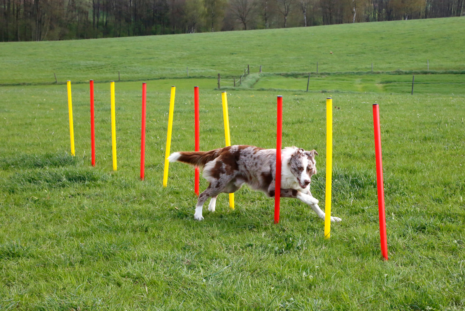Kerbl Complete Set Agility Cane con Anello Salto Slalom